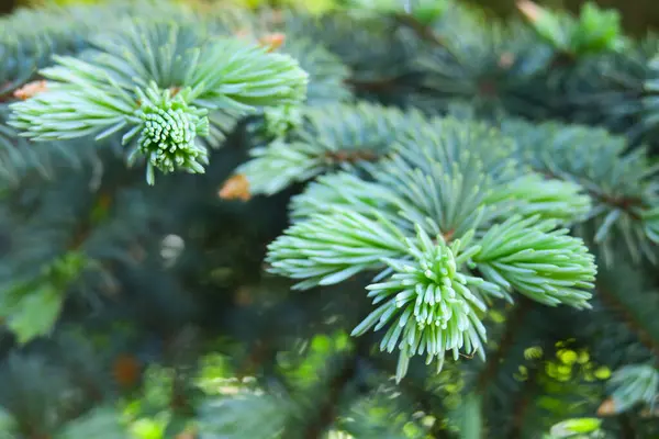 Groene Tak Van Een Jonge Kerstboom Tuin — Stockfoto