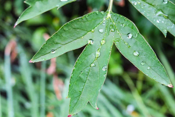 Vackra Droppar Vatten Efter Regnet Ett Grönt Löv — Stockfoto