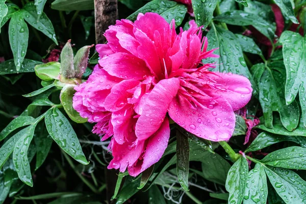 庭で雨の後の美しい赤い牡丹の花 — ストック写真