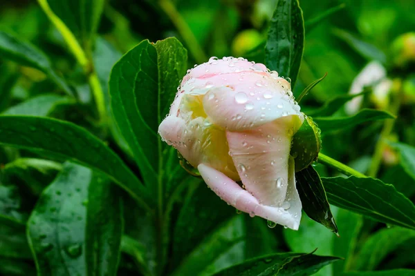 Linda Flor Peônia Branca Após Chuva Jardim — Fotografia de Stock