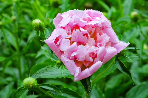 Vacker Röd Pion Blomma Efter Regn Trädgården — Stockfoto