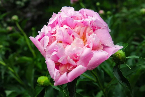 Linda Flor Peônia Vermelha Após Chuva Jardim — Fotografia de Stock