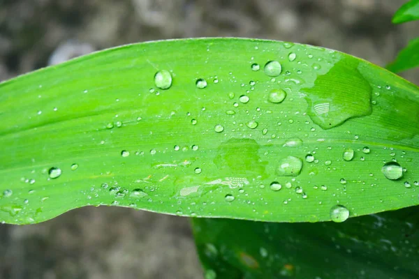 Gyönyörű Vízcseppek Eső Után Egy Zöld Levélen — Stock Fotó
