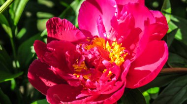 Güneşli bir sabahta yağmurdan sonra bahçede güzel şakayık çiçekleri