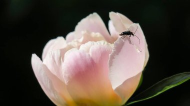 Güneşli bir sabahta yağmurdan sonra bahçede güzel şakayık çiçekleri
