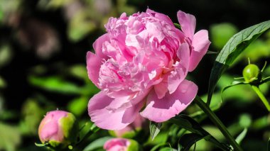 Güneşli bir sabahta yağmurdan sonra bahçede güzel şakayık çiçekleri