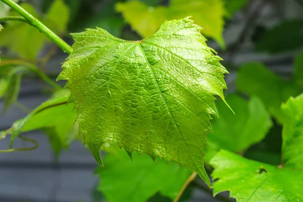 Green Leaves Young Grapes Garden — Stock Photo, Image