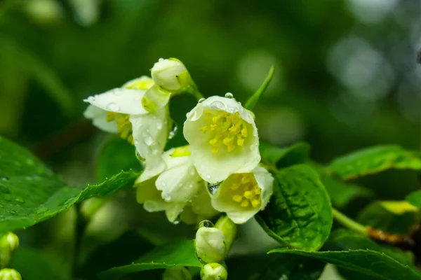 Biały Żółty Kolor Krzewu Jaśminu Ogrodzie — Zdjęcie stockowe