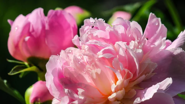 晴れた朝の雨の後の庭の美しい牡丹の花 — ストック写真