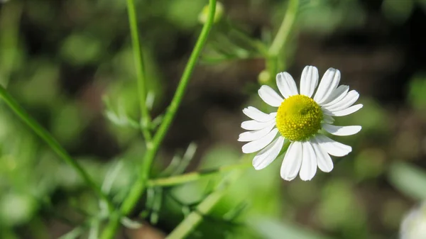 Beautiful White Wild Daisy Flowers — Stock Photo, Image