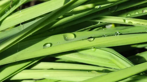 美丽的绿叶 雨后滴水 — 图库照片