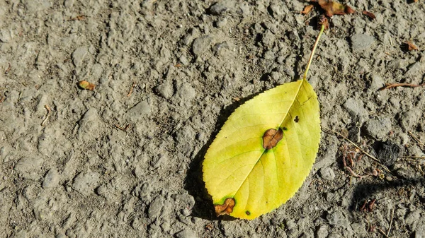 Plan Macro Une Vieille Feuille Cerise Jaune — Photo