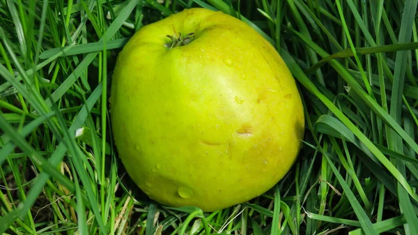 Schöner Grüner Leckerer Großer Apfel — Stockfoto