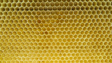 Atölyedeki arı çerçevesi