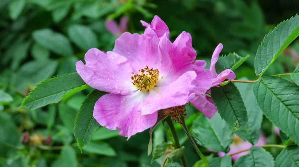 Beautiful Pink Flower Dog Rose Bush — Stock Photo, Image