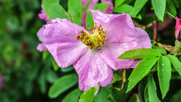 Beautiful Pink Flower Dog Rose Bush — Stock Photo, Image