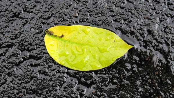 黒いアスファルトの雨の後の美しい黄色の梅の葉 — ストック写真