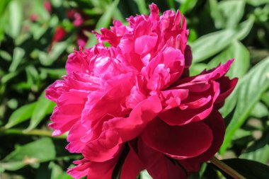 Bahçedeki güzel şakayık çiçeği