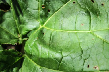 Bahçede güzel yeşil yapraklar