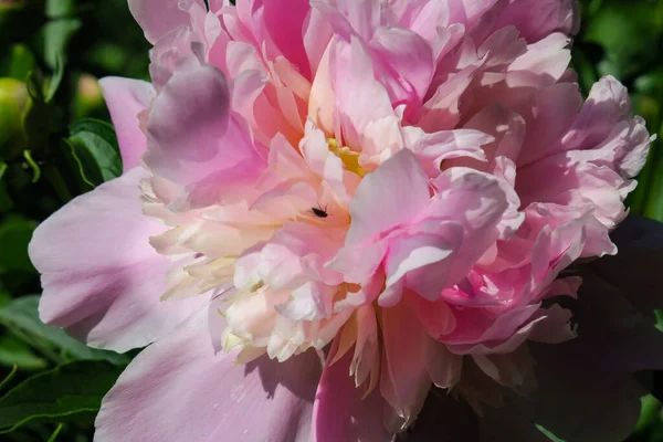 Bahçedeki Güzel Şakayık Çiçeği — Stok fotoğraf