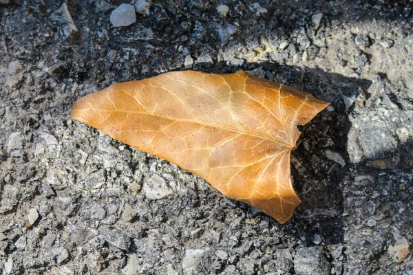 Geel Droog Klimop Blad Grond — Stockfoto