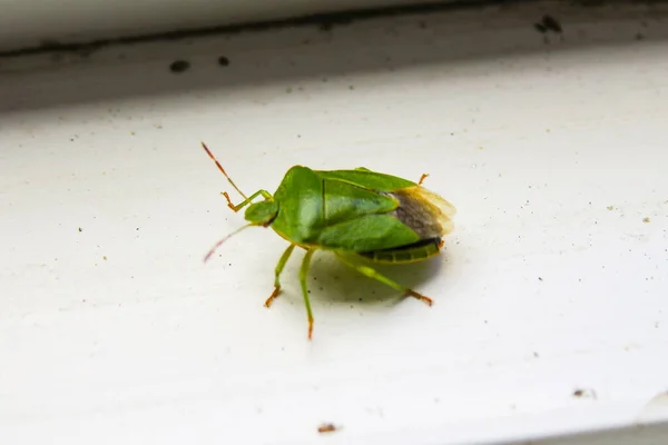 Ein Kleines Grünes Stinkendes Insekt Aus Dem Garten — Stockfoto