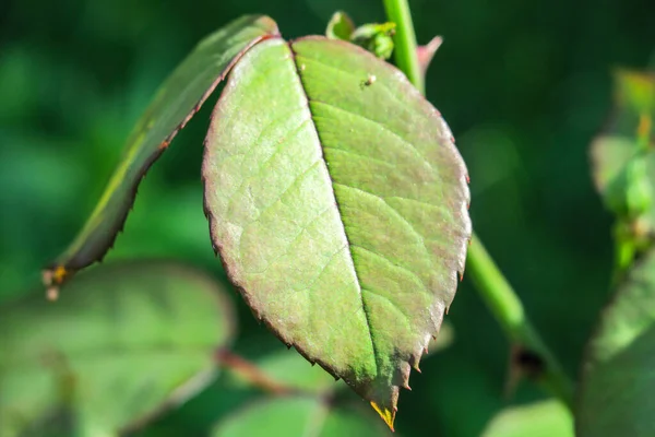 Летом Зеленые Листья Саду — стоковое фото