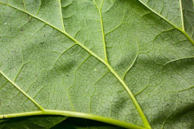 Baharda bahçede güzel yeşil yapraklar