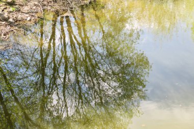 Göldeki sudaki ağaç dallarının yansıması.
