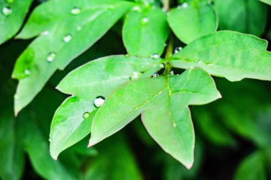 Baharda bahçede güzel yeşil yapraklar