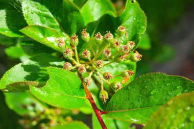 Baharda bahçede güzel yeşil bitkiler