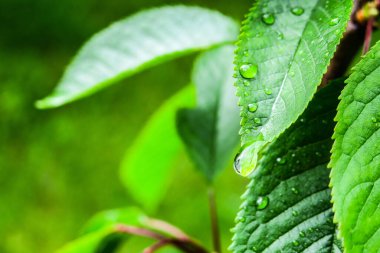 Baharda bahçede güzel yeşil yapraklar