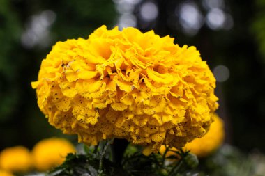 Bahçede güzel çiçekler açıyor.