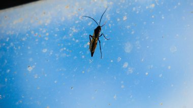 Kirli eski pencere camında bir böcek