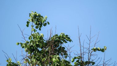 Baharda bahçede güzel yeşil yapraklar