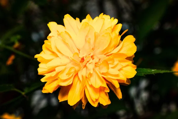 Bela Flor Florescer Jardim — Fotografia de Stock