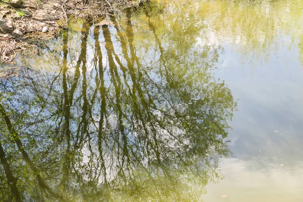 Göldeki sudaki ağaç dallarının yansıması.