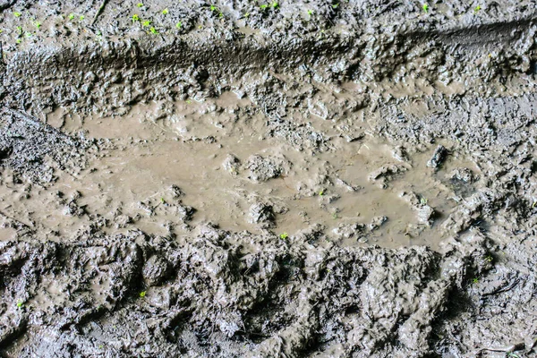 Palude Umida Nella Foresta Dopo Pioggia — Foto Stock