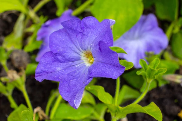 Красива Квітка Розквітає Саду — стокове фото