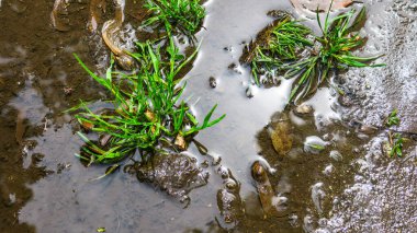 Su birikintisinde güzel bir yansıma. Taşlar, çimenler ve su.