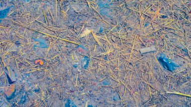 Parktaki yağmurdan sonra çöp birikintisi