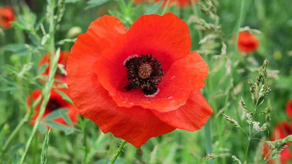 Beautiful wild poppy flower near the road