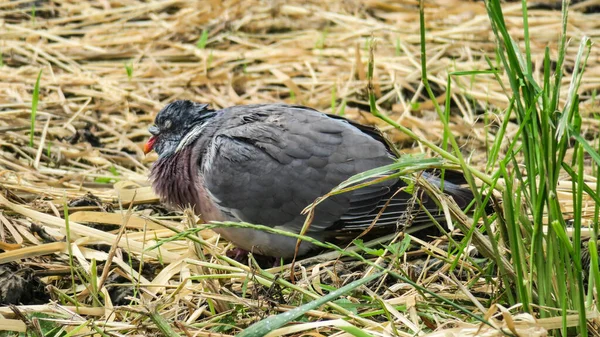 Velho Pombo Triste Dormindo Grama — Fotografia de Stock