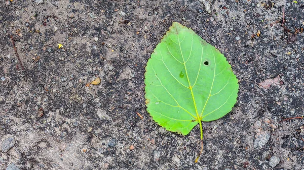 Belles Feuilles Sur Asphalte Après Pluie — Photo