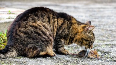 The young pussy caught the target and will soon eat it