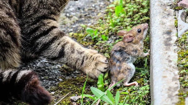 Young Pussy Caught Target Soon Eat — Photo