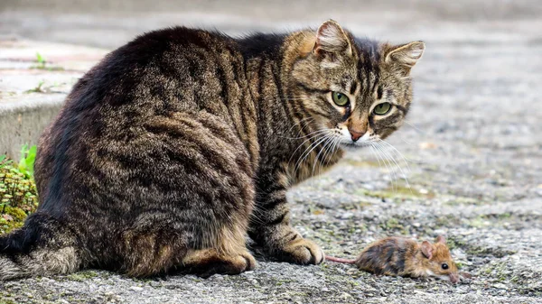 Young Pussy Caught Target Soon Eat — Stockfoto