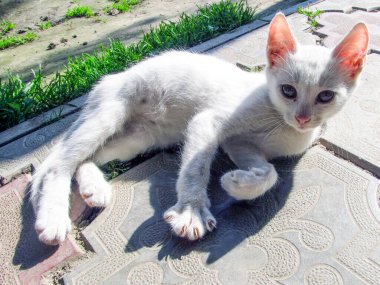 Sarı gözlü güzel beyaz kedi