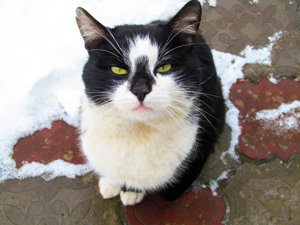 雪の中で黄色の目をした黒と白の猫 — ストック写真