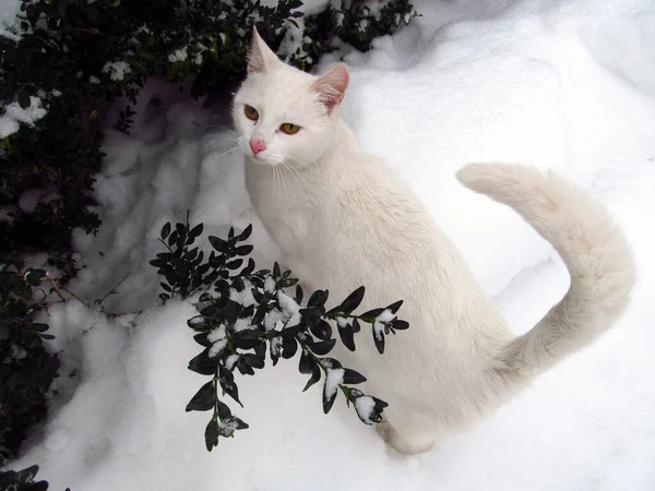 Μικρή Όμορφη Λευκή Γάτα Κίτρινα Μάτια — Φωτογραφία Αρχείου